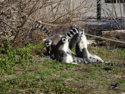Tiergarten Schönbrunn am 05.03.2026